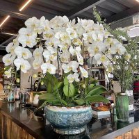 ปลูกง่าย ปลูกได้ทั่วไทย ฟาแลนนอปซิส เมล็ดดอกไม้ (50เมล็ด/ซอง) Mixed Phalaenopsis Orchid Seeds for Pl