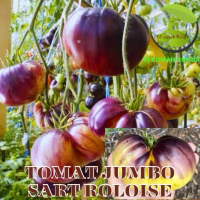 Benih tomat jumbo heirloom tomat besar sart roloise