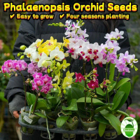 ปลูกง่าย ปลูกได้ทั่วไทย ฟาแลนนอปซิส เมล็ดดอกไม้ (50เมล็ด/ซอง) Mixed Phalaenopsis Orchid Seeds for Pl