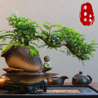 意境-懸崖清香木盆景新中式室內好養桌面擺件綠植花卉盆栽鮮活