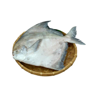 【築地一番鮮-任選999】野生一本釣白鯧魚1尾(約500g/尾)