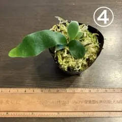 fsq vp#2の価格比較なら-2026年1月 | BigGo日本