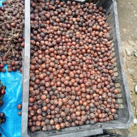 Xương khớp,guot :Trái  Đủng Đỉnh khô
