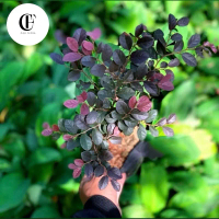 Tanaman Hias Bonsai Serut Merah - Tanaman Loropitalum Kloropitalum