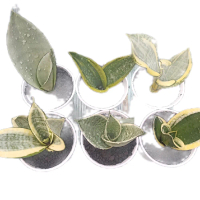 Tanaman Hias Indoor dan Outdoor Pembersih Udara Alami Paket Sansevieria Lidah Mertua 122rb 5+1pcs uk