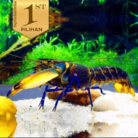 Lobster BIru Indukan Air Tawar Hiasan Aquarium Ikan Hias Aquascape -