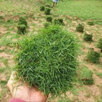 PROMO!! Jual Rumput Jepang 1 Keping Siap Tanam / Rumput Jepang Hijau Untuk Taman / Makam