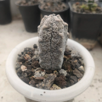 kaktus  euphorbia abdelkuri