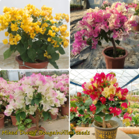 100Pcs Colorful Bougainvillea Flower Seeds Bougainvillea Pants Mixed Multi-Color Permanent Home Gard