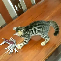 KUCING KITTEN BENGAL 2C1.3D♀️BETINA CANTIK USIA 4 bln MOTIF BELANTARA