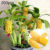 fythuid 200Pcs Dwarf Banana Tree Seeds Mini Bonsai Fruit Home Garden Office Plant Decor