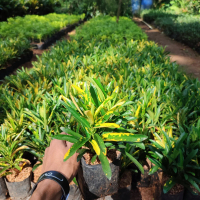 tanaman hias puring teri - pohon puring teri cabe - outdoor