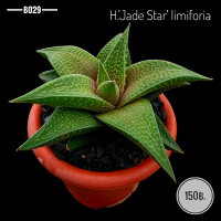 H.'Jade Star' limiforia. B029
