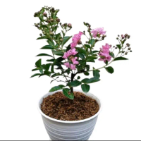 Tanaman Hias Bunga Sakura Jepang Siap Berbunga | Pohon Bunga Sakura Pink
