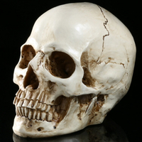 樹脂骷髏頭 繪畫 人頭骨 藝用 人體肌肉 骨骼 解剖 頭骨模型 美術