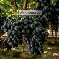 bibit tanaman anggur import jenis ARRA 32 valid grafting siap berbunga