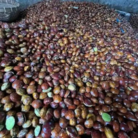 jengkol tua jengkol 1kg