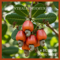 8 BUTIR BENIH BIBIT TANAMAN JAMBU METE