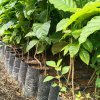 bibit kopi robusta genjah