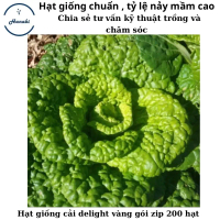 Hạt giống cải delight vàng gói zip 200 hạt