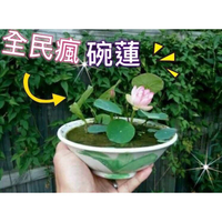 現貨台灣品種超夯四季荷花碗蓮種子 50顆(送蓮花種植指南乙份)發芽率高達95%種盆蓮花開大運 全民瘋碗蓮
