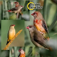 BURUNG STRAWBERY FINCH SEPASANG PILIHAN AVIARY sepasang