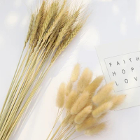 15pcs/Lot Natural Barley Wheat Tassel Rabbit Tail Grass Photography Accessories Photo Studio Props Background Backdrop Ornament