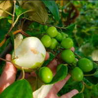 Bibit Apel Futsa - Tanaman Buah