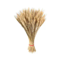 100 Stems Dried Wheat Stalks Dried Wheat Sheaves Bundle Dried Golden Wheat Grass Artificial Flowers Fall Arrangement DIY Design