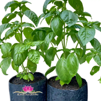 Tanaman Basil Ocimum Basilicum / Pohon Selasih Rempah