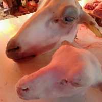 Kepala kambing sudah bersih dari bulu dan iga kambing siap masak
