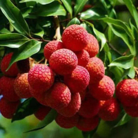 Bibit Tanaman Buah Leci Kom Drf Lychee Pohon Leci Inp0Rt TAMBULAPOT