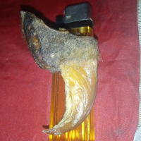 permata ku. kku HM.ngureakk..jumbo