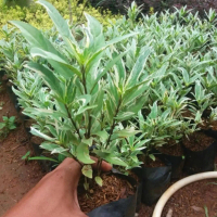 PROMO Tanaman gandarusa varigata - Pohon gandarusa putih