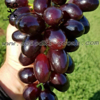 Bibit anggur import everest Grafting