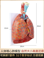 自然大人體喉心肺模型 喉嚨甲狀腺 肺 人體呼吸系統模型心臟模型