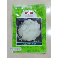 Benih Panah Merah – Kembang/Bunga Kol Aquina F1 SP isi 250 Benih