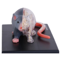 4D Vision Rat Anatomy Model 28 Parts Animal Organ Anatomical Model Fame Master DIY Science Appliances Free Shipping