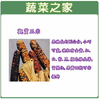 【蔬菜之家】P04.觀賞玉米種子(穗粒顏色豐富)(有兩種包裝規格可選)
