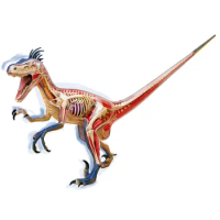 4D Big Velociraptor Intelligence Assembling Toy Animal Organ Anatomy Model Medical Teaching DIY Popular Science Appliances