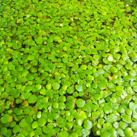 tanaman air apung frogbit / amazon frogbit