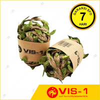 Tali Goni 5M VIS-1 - Rami Jute Daun BC-JT016