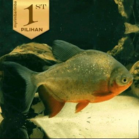 Red Pacu Ikan Hias Predator Hiasan Aquarium Aquascape Air Tawar -