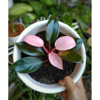 TANAMAN HIAS PHILODENDRON PINK CONGO/ KONGO PHILO PRINCESS + POT TAWON Tanaman hias hidup
