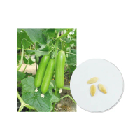 【蔬菜工坊】G29-1.白精靈水果小黃瓜種子(全雌水果小胡瓜)