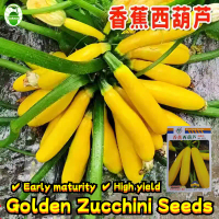 ผลผลิตสูง High Yield Golden Zucchini Seeds for Planting Vegetables (10 Pcs/pack) เมล็ดน้ำเต้า เมล็ดพ