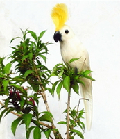 定做仿真鸚鵡 園林裝飾 攝影道具 羽毛玄鳳鸚鵡 仿真鳥 動物模型