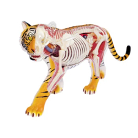 4D Tiger Intelligence Assembling Toy Animal Organ Anatomy Model Medical Teaching DIY Popular Science Appliances