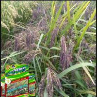 BENIH PADI KETAN HITAM 1KG BIBIT PADI UNGGUL