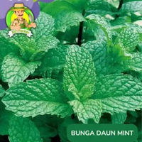 Benih Bibit Bunga Matahari Benih Murah Berkualitas Daun Mint